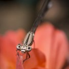 Resting on Roses